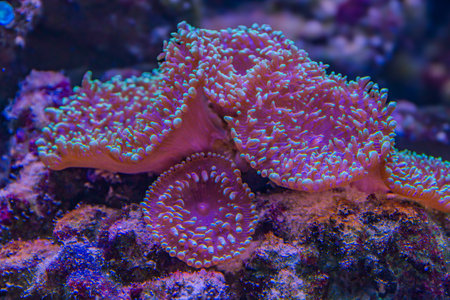 Beautiful coral in the aquarium. Underwater world. Close up.