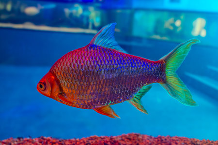 Tropical fish in aquarium. Colorful tropical fish in water