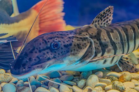 Close up of a catfish in an aquarium. Shallow depth of fieldの写真素材