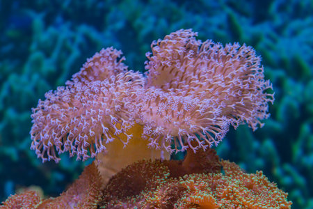 Sea anemone on a coral reef in the Red Sea.の写真素材