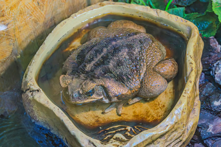 Common toad in a clay pot at the zoo, Thailand.の写真素材