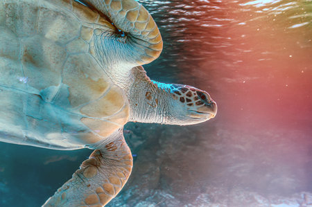 photo of Sea turtle in the Galapagos island. Green sea turtle swimming peacefully along the seafloor...