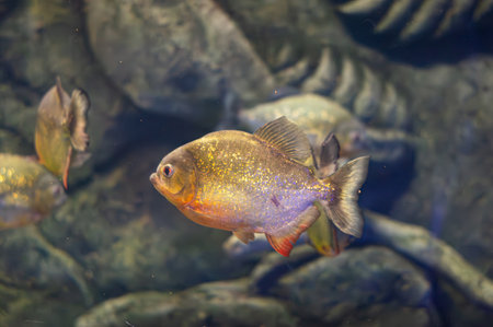 Red-bellied piranha. A swarm of piranha fish. Relatively dangerous freshwater fish. Red-bellied...