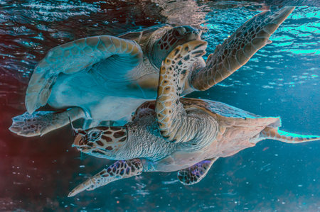 photo of Sea turtle in the Galapagos island. Green sea turtle swimming peacefully along the seafloor in the shallow waters just off the beach. Swimming above a coral reef close upの写真素材