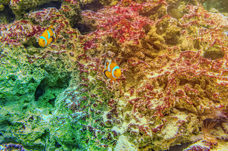 Animals of the underwater sea world. Ecosystem. Colorful tropical fish. Life in the coral reef....