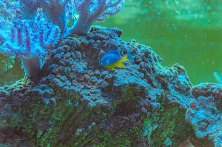 Animals of the underwater sea world. Ecosystem. Colorful tropical fish. Life in the coral reef....