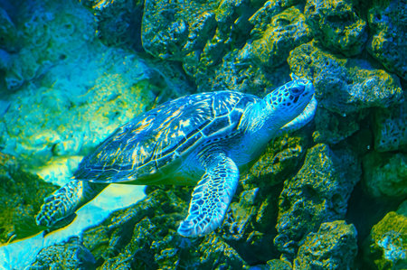 photo of Sea turtle in the Galapagos island. Green sea turtle swimming peacefully along the seafloor...