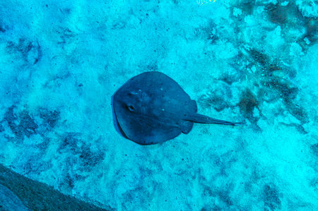 Bluespotted stingray Taeniura lymma in the coral reef of the red sea. Round Stingray. Urotrygon...