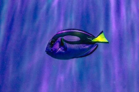 royal blue tang natural behavior in coral reef marine aquarium, popular domesticated pet for...