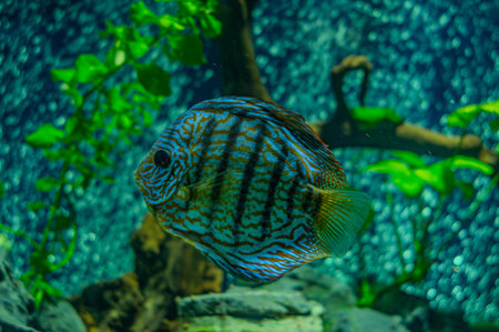 discus fish in aquarium, tropical fish. Symphysodon discus from Amazon river. Blue diamond,...