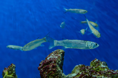 Mullets fish school underwater. The so-iuy mullet Planiliza haematocheilus, also known as the...