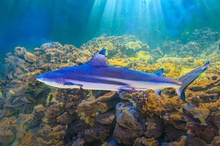 Great Shark Close up Shot. Diving with great sharks. Large white shark. Ready to attack its prey Gray reef shark Carcharhinus amblyrhynchos floats over coral reefの写真素材