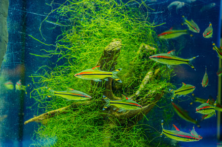 Denison barb Sahyadria denisonii swimming on a fish tank with blurred background. Flock of Denison barb fishes Puntius denisonii in freshwater aquariumの写真素材