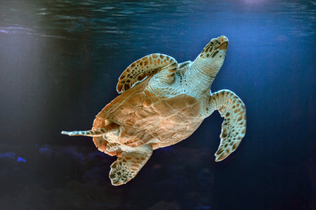 photo of Sea turtle in the Galapagos island. Green sea turtle swimming peacefully along the seafloor...