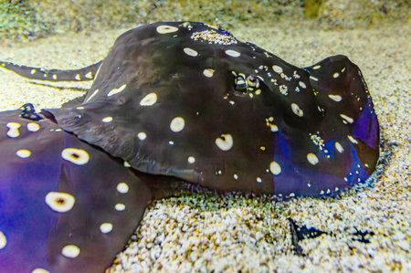 Bluespotted stingray Taeniura lymma in the coral reef of the red sea. Round Stingray. Urotrygon...