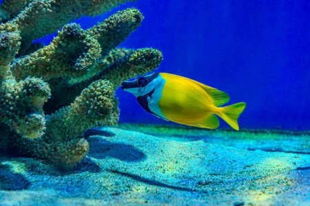 Vibrant yellow tang fish swimming gracefully amidst a colorful coral reef. Colorful angelfish...