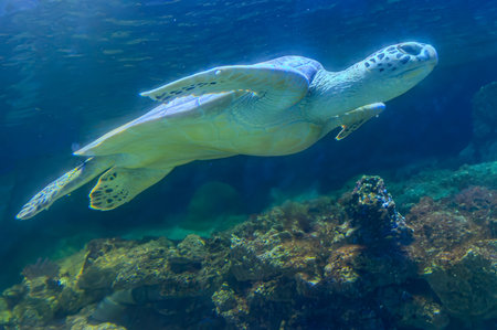 photo of Sea turtle in the Galapagos island. Green sea turtle swimming peacefully along the seafloor...
