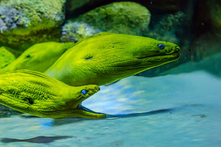 Moray eel portrait in the underwater. Underwater moray eel. Moray eel underwater. Moray eel close up...