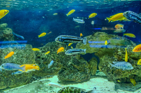 Animals of the underwater sea world. Ecosystem. Colorful tropical fish. Life in the coral reef....
