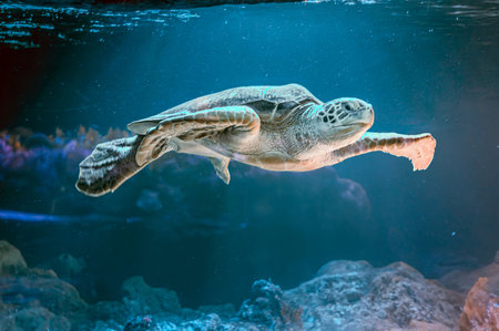 photo of Sea turtle in the Galapagos island. Green sea turtle swimming peacefully along the seafloor...
