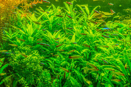 cardinal neon fish in the aquarium. On green
