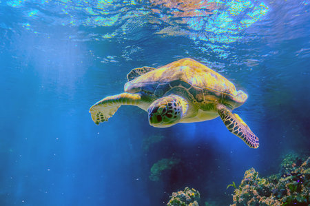 photo of Sea turtle in the Galapagos island. Green sea turtle swimming peacefully along the seafloor...