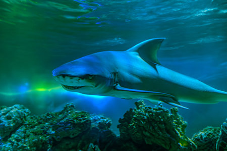 Great Shark Close up Shot. Diving with great sharks. Large white shark. Ready to attack its prey Gray reef shark Carcharhinus amblyrhynchos floats over coral reefの写真素材