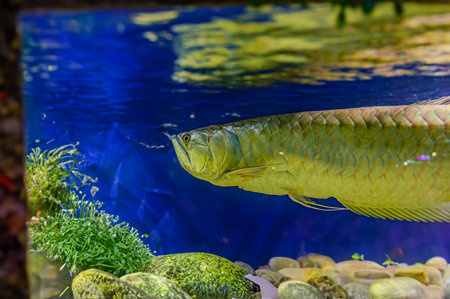 Silver arowana in black background. Osteoglossum bicirrhosum. South American freshwater bone fish of the family Osteoglossidae. Silver arowanas are sometimes kept in aquariumsの写真素材
