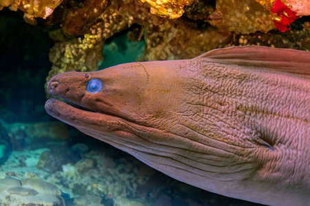 Moray eel portrait in the underwater. Underwater moray eel. Moray eel underwater. Moray eel close up...