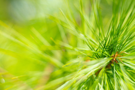 Background of Christmas tree branches. Fir branches close-up. Coniferous trees in the forest. Winter Christmas background. Christmas background, beautiful nature.の写真素材