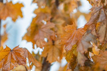 Close-up of several maple leaves with autumn colors orange, yellow, green against a blurred background, suggestive of garden or park setting, realistic nature photography styleの写真素材