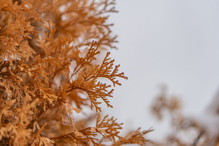 A blurry image, possibly of foliage or flowers with unidentifiable colors and textures a