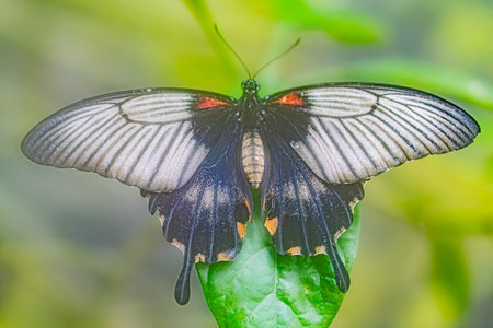 Close-up image of a butterfly on a leaf, with colorful and patterned wings against a softly blurred background aの写真素材