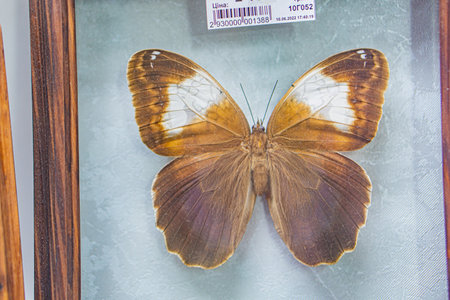 A butterfly specimen is shown on a clear surface, with wings revealing intricate patterns in brown, black, cream, and orange The setting appears to be part of a wooden display case or exhibition Thの写真素材