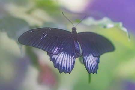 Close-up photograph of a dark, iridescent butterfly perched on plant foliage in an outdoor setting Focus on intricate wing patterns and texturesの写真素材