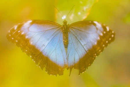 Image of a blurry, spread-winged butterfly possibly resting on an unclear surface against a gradient...