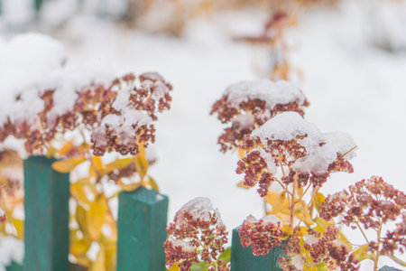 Collage of two photos featuring snow-covered and non-snow-covered plants with red berries, possibly...