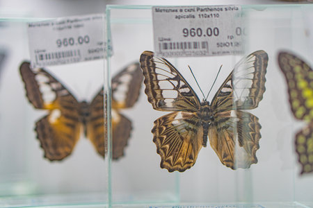 Image shows a collection of mounted butterfly specimens in clear cases, with diverse patterns and colors Labeled for identification but text is unreadableの写真素材
