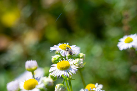 A close-up image of a bee in flight over daisies, focusing on the interaction between the bee and...