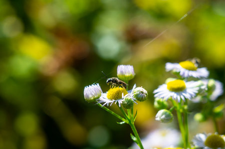 Close-up image of a bee hovering, landing on a white flower amidst greenery Shallow depth of field...