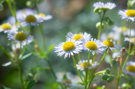 Close-up of a cluster of daisies, with sharp focus on the foreground flowers and soft blur in the background Natural lighting suggests possible sunlight No distinguishable marks or textsの写真素材