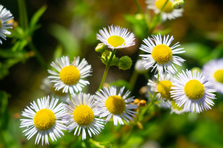 Close-up of small yellow wildflowers with white petals in a naturalistic meadow setting aの写真素材