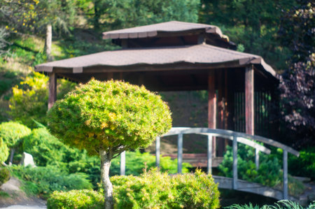 A traditional Japanese teahouse amidst lush greenery, framed by a rounded tree The structure has a thatched roof and is nestled on gravelsand ground with a curving wooden bridge and is bathed in soの写真素材