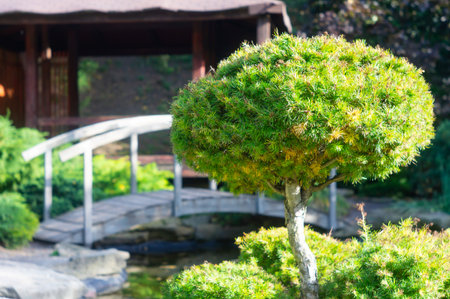 A serene garden scene with a bonsai tree, stone bridge over a calm pond, multi-level pagoda in the background, and additional trees to the right. The setting suggests tranquility and careful maintenance.の写真素材