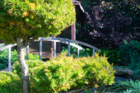 Triptych image of a garden with three panels showcasing intricately shaped bonsai or penjing trees, each panel revealing different perspectives Traditional garden elements, vibrant foliage, autumnalの写真素材