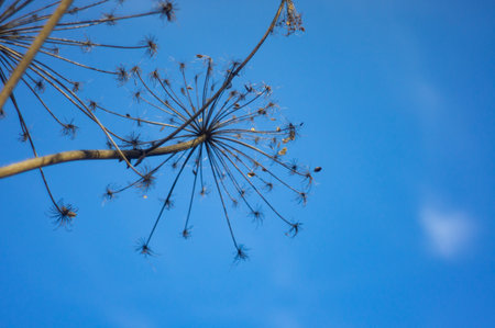 Close-up image of a dandelion head with radiating bristles against a blue sky aの写真素材