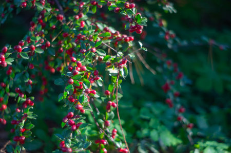 Image of a red berry-bearing plant possibly holly, with glossy green leaves and ripe, vibrant red berries aの写真素材