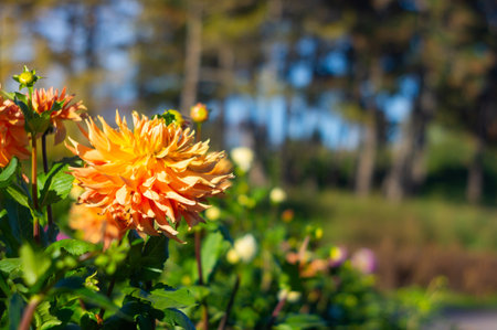 Close-up of vibrant, rounded flowers possibly daffodils or tulips against a dark background in natural daylight, with sharp focus on petal texture and depthの写真素材