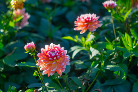Close-up view of two peonies, one soft pink with subtle stripes and the other vibrant red and white. Both show intricate petal patterns under soft natural light.の写真素材