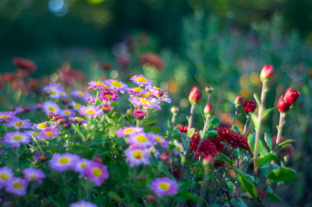 A vibrant garden scene showcases two types of flowers small purple daisy-like flowers with white spots and yellow centers, and red poppies or similar flowers The soft-focus background suggests a luの写真素材